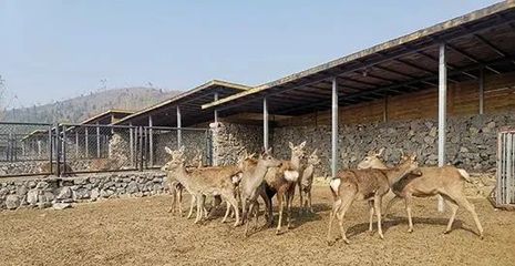 呦呦鹿科技 特色養殖為山東臨沂鄉村振興注入新動能
