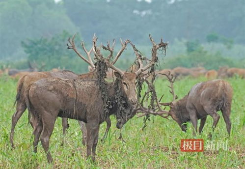 呦呦鹿鳴科技助，濕地精靈歸楚鄉(xiāng)
